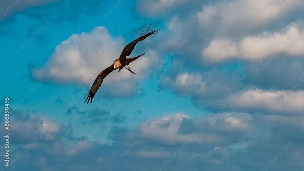 Milvus migrans, black kite, in flight on a sunny summer day Milvus migrans, black kite, in flight on a sunny summer day