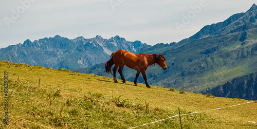 Equus caballus, horse, in summer on an alpine pasture near Mount Kreuzjoch, Schruns, Bludenz, Montafon, Vorarlberg, Austria © Martin Erdniss