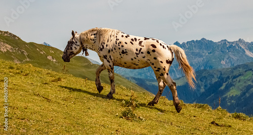 Equus caballus  horse  in summer on an alpine pasture near Mount Kreuzjoch  Schruns  Bludenz  Montafon  Vorarlberg  Austria