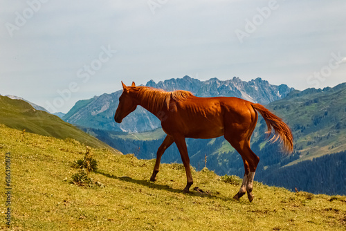 Equus caballus, horse, in summer on an alpine pasture near Mount Kreuzjoch, Schruns, Bludenz, Montafon, Vorarlberg, Austria