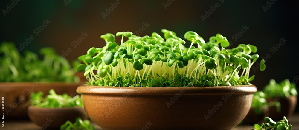 Bowl with garden cress sprouts Bowl with garden cress sprouts