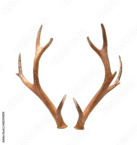 Fotografia Deer antlers isolated cutout on transparent