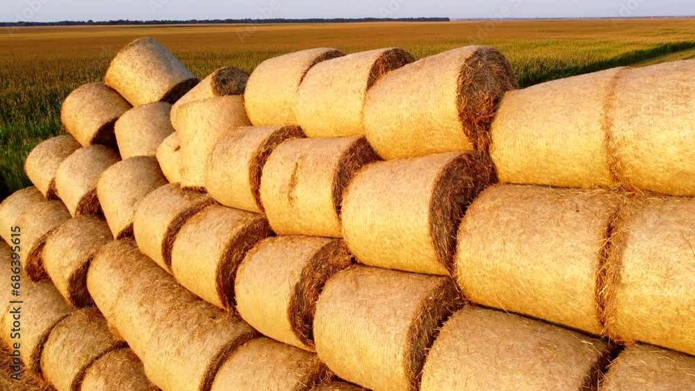 Many bales of wheat straw rolls on wheat field after wheat harvest on sunset dawn. Flying over bales straw rolls on field on sundown dawning. Agricultural agro-industrial agrarian. Aerial drone view Many bales of wheat straw rolls on wheat field after wheat harvest on sunset dawn. Flying over bales straw rolls on field on sundown dawning. Agricultural agro-industrial agrarian. Aerial drone view