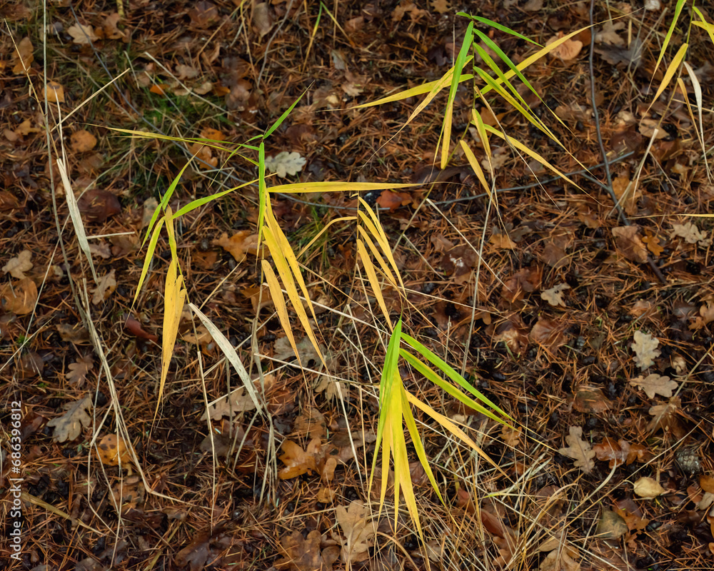 Tall grass plant with yellow coloured leaves on autumn forest ground. Top view.