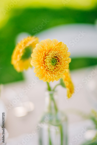 Golden Elegance: Macro Close-Up of Yellow Gerbera Gerondo Flower with Beautiful Floral Bokeh