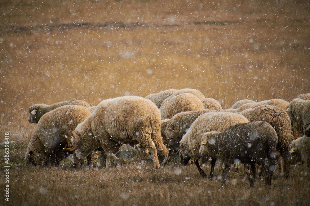 the flock of sheep going to pasture through the snow