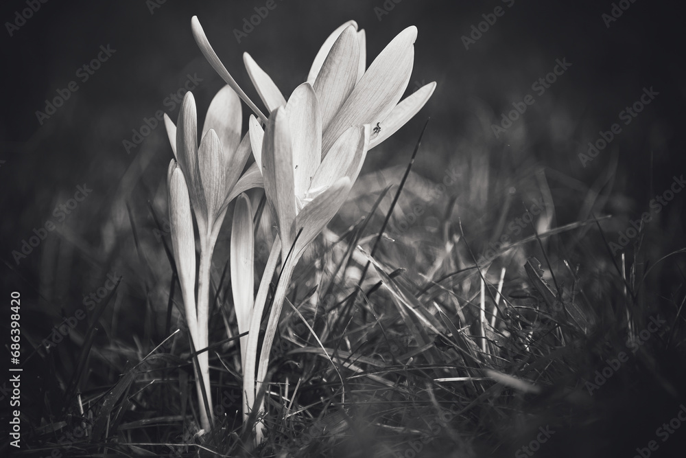 the flowered sedge on the mountain meadows