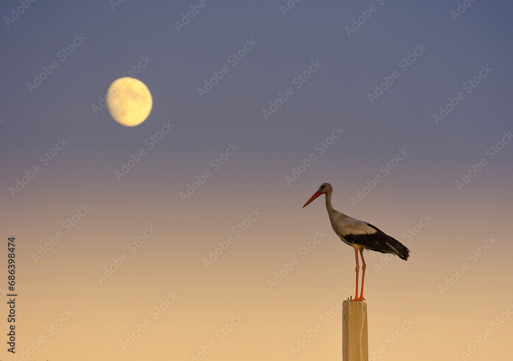 stork standing on a pole at sunset