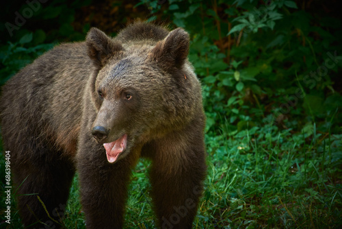 brown bear in Romania looking for food