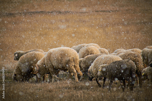 Obraz na płótnie the flock of sheep going to pasture through the snow w salonie