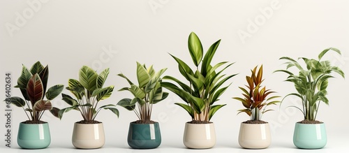 Realistic illustration of a potted plant with shadows isolated on a white background