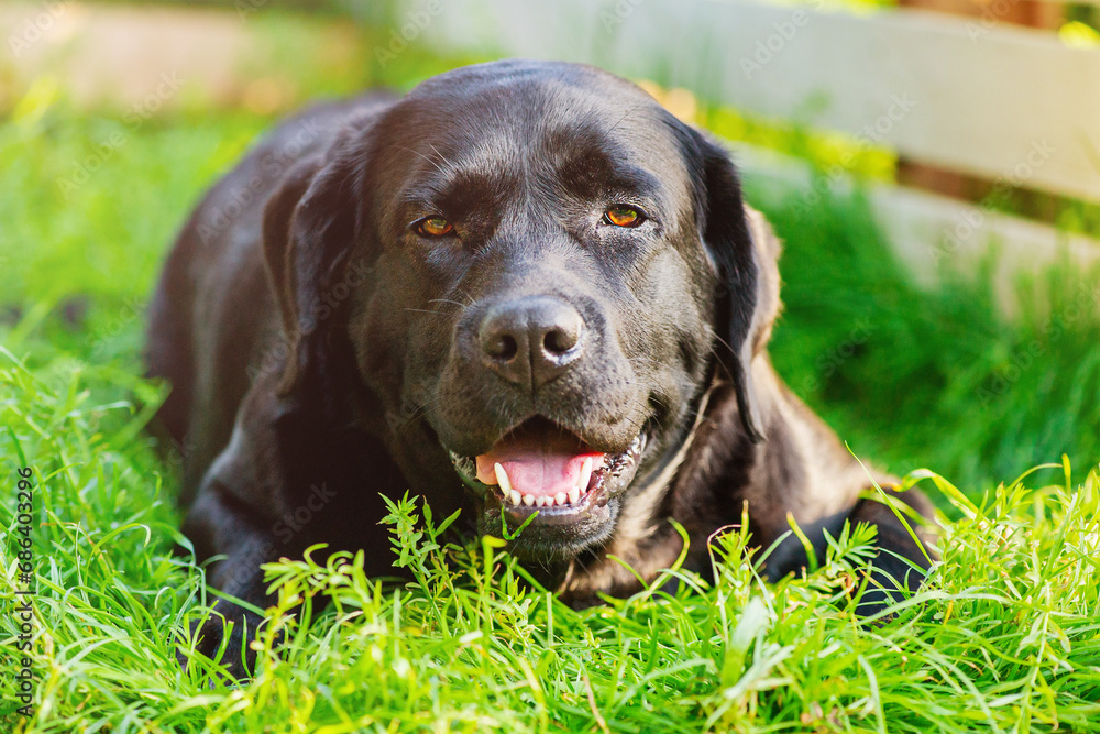 A dog of the Labrador retriever breed lies on the grass. A black dog is resting on a sunny day. A dog of the Labrador retriever breed lies on the grass. A black dog is resting on a sunny day.