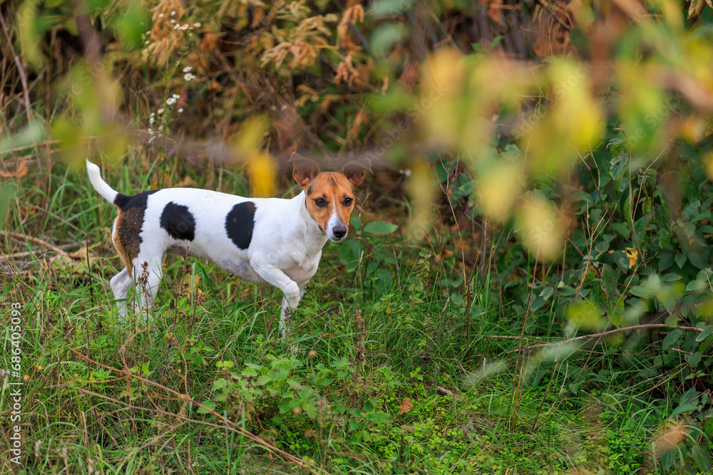 Cute Jack Russell Terrier dog enjoying a walk in the fresh air. Pet portrait with selective focus and copy space Cute Jack Russell Terrier dog enjoying a walk in the fresh air. Pet portrait with selective focus and copy space