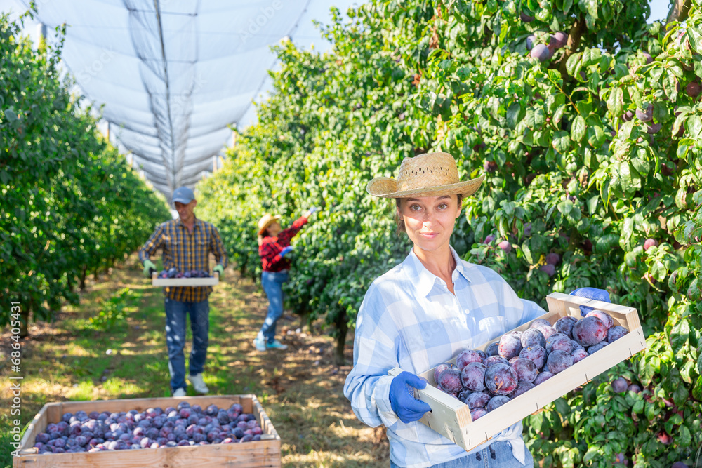 Woman with box full of fresh plums standing amongst trees in plantation. Her co-workers picking plums in background.