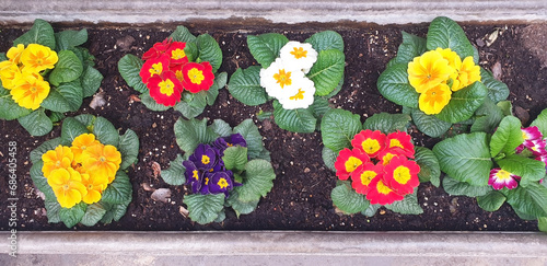 Top view of multicolored primula flowers growing in the ground. Isolated primrose flowers. photo