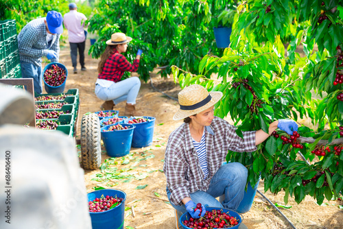 Three farmers working in a fruit nursery are picking ripe cherries on a tree, putting the fruits in buckets photo