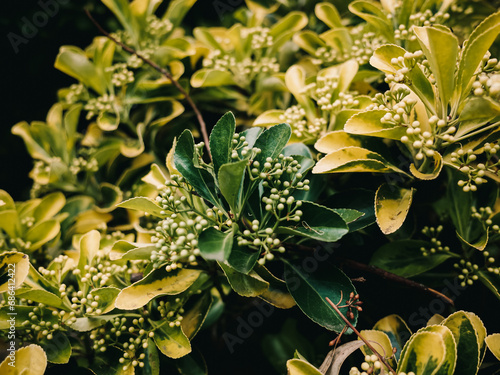 Plant leaves and flowers