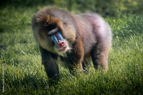 Obraz na płótnie Male Mandrill Monkey 
