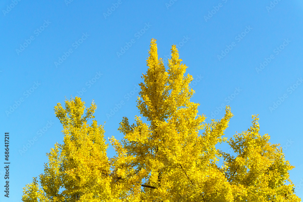 Fototapeta premium Golden ginkgo trees under a blue sky