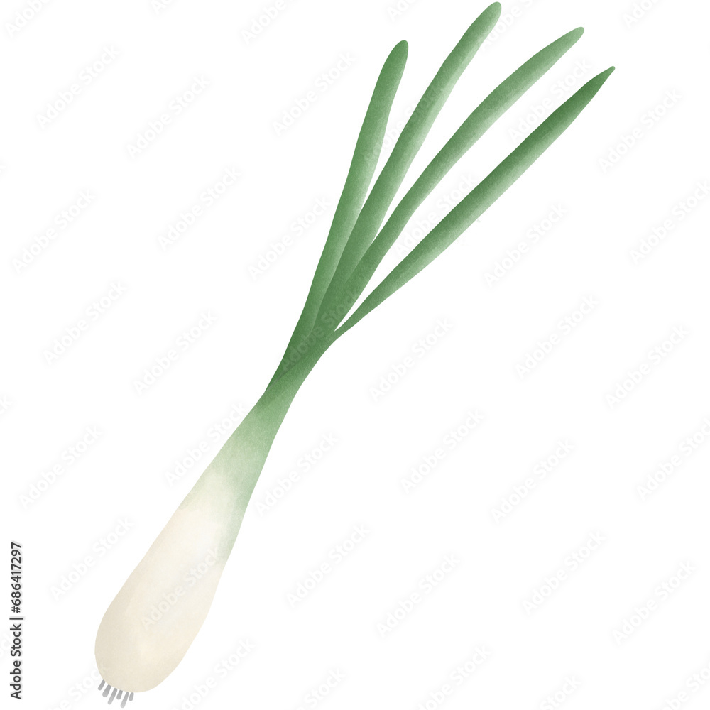 Fototapeta premium Spring onion