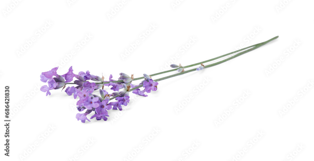 Fototapeta premium Beautiful aromatic lavender flowers isolated on white