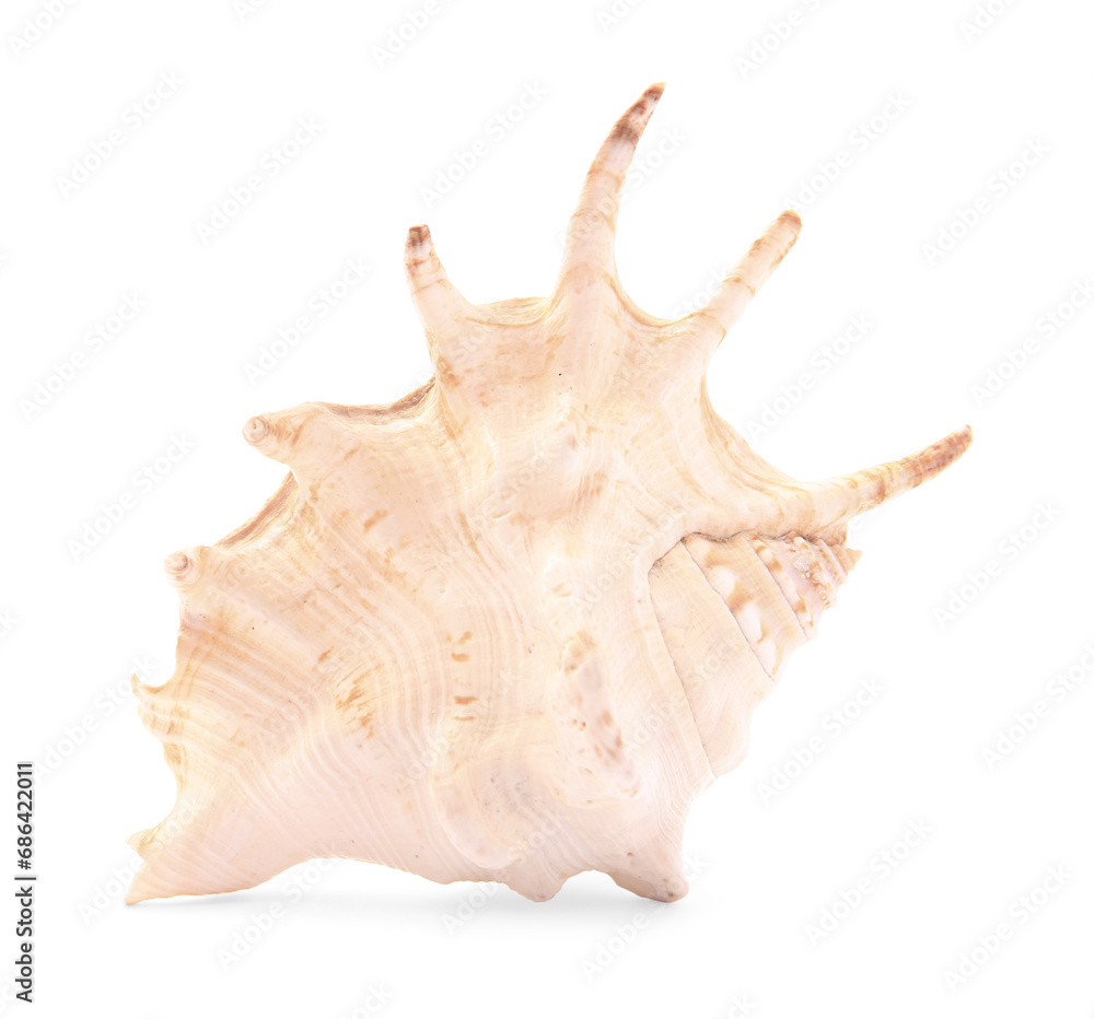 Beautiful seashell isolated on white. Beach object Beautiful seashell isolated on white. Beach object