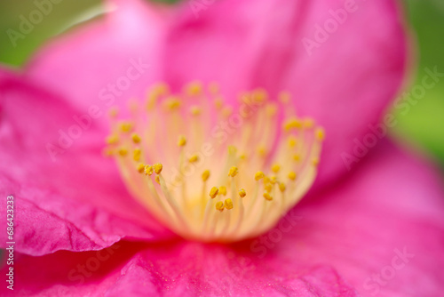 ピンクの花びらに淡い黄色い雄しべが華やかな椿の花（自然光・マクロレンズ接写）