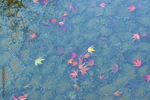 水中に沈む紅葉の葉
