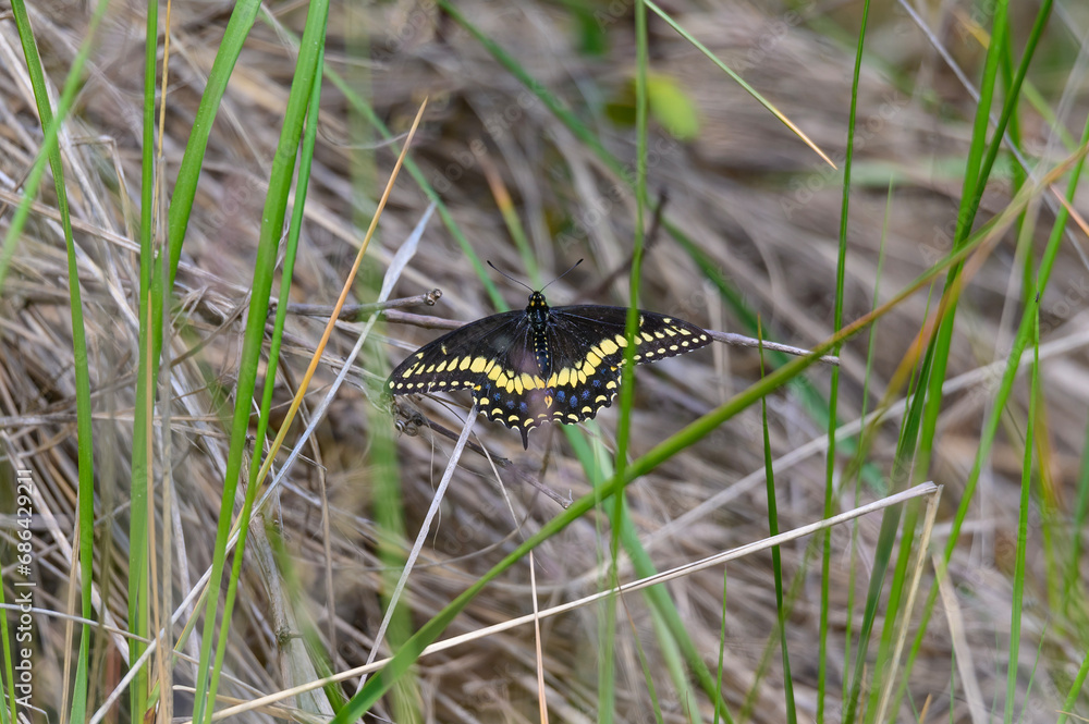 An Eastern Black Swallowtail Butterfly at Tawas Point State Park, in East Tawas, Michigan.