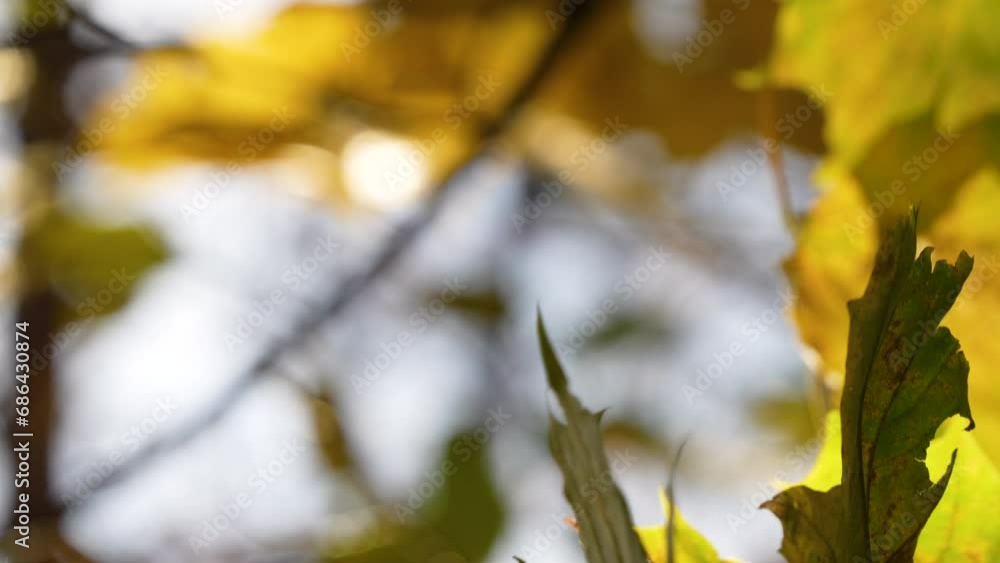 Tree Leaves In Autumn Colors, Bokeh Background Tree Leaves In Autumn Colors, Bokeh Background
