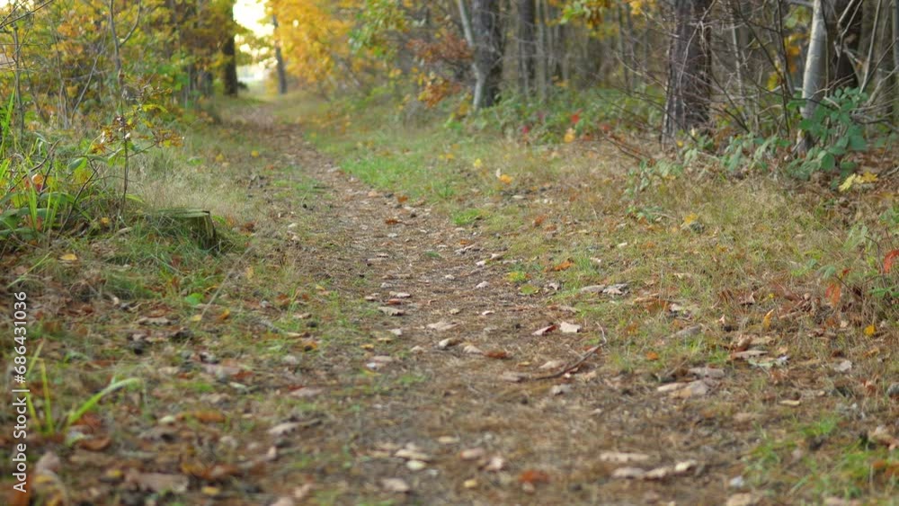 Leaf-littered pathway winding through autumn woods. Leaf-littered pathway winding through autumn woods.