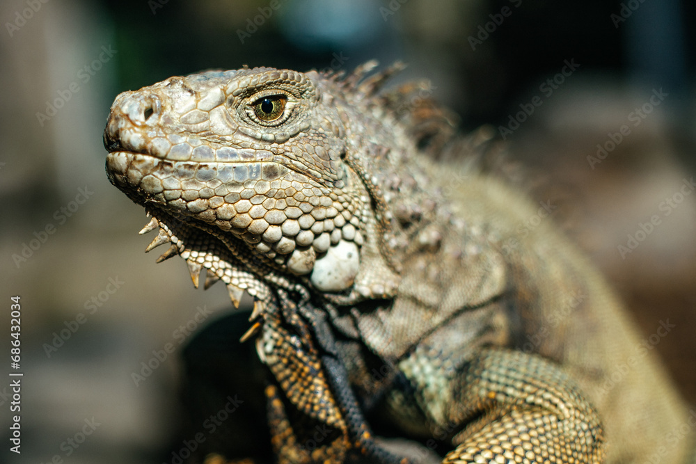 Portrait of an iguana in a zoo on Bali