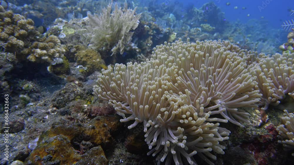 Anemones grow on the rocky seabed of a tropical sea; their tentacles sway in the weak sea current. Bright fish hide among the tentacles. The sun's rays break through the water. Anemones grow on the rocky seabed of a tropical sea; their tentacles sway in the weak sea current. Bright fish hide among the tentacles. The sun's rays break through the water.