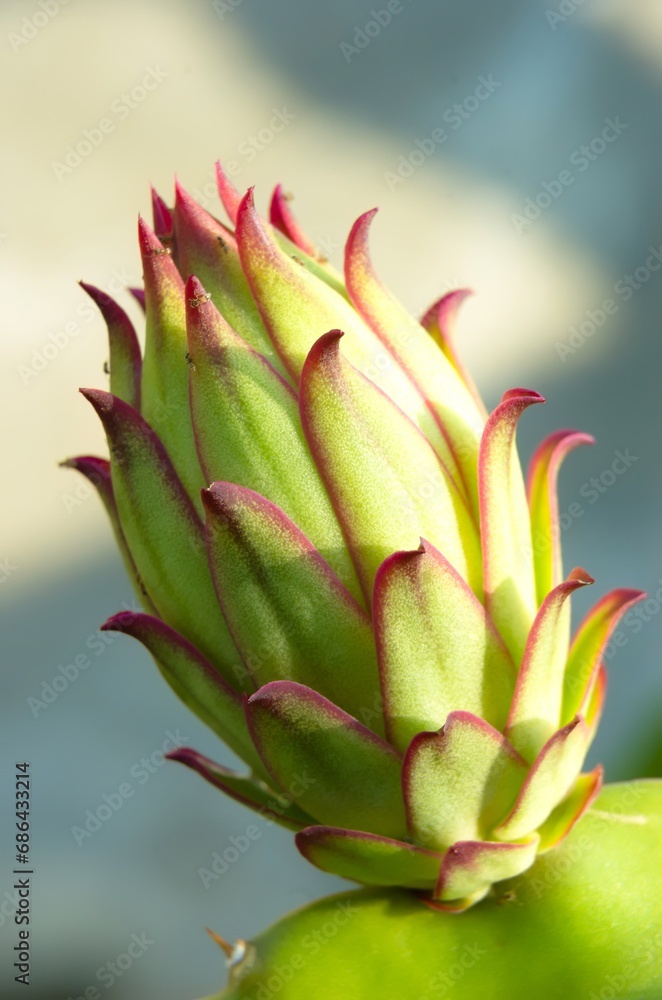 Fototapeta premium Dragon fruit flower, a cactus that produces flowers and fruit. Young flower buds began to appear on the green cactus branches. Super red type of Red Dragon Fruit.