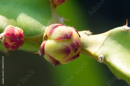 Dragon fruit flower, a cactus that produces flowers and fruit. Young flower buds began to appear on the green cactus branches. Super red type of Red Dragon Fruit.