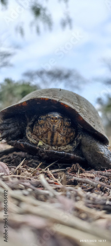 tortuga en busca de un abita para depositar sus huevos  photo