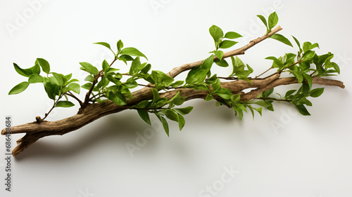 realistic twisted branch with plant growing isolated on a white background
