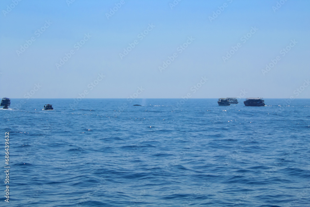 Blue whale's backs emerging from the water and small fishing ships, Sri Lanka