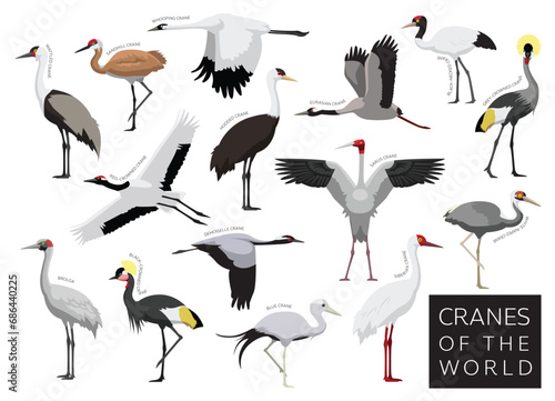Birds Cranes of the World Set Cartoon Vector Character