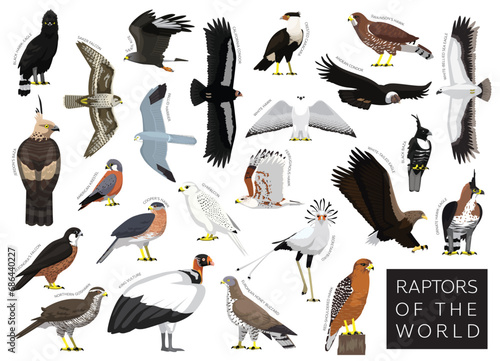 Birds Raptors of the World Hawk Eagle Vulture Buzzard Harrier Falcon Set Cartoon Vector Character