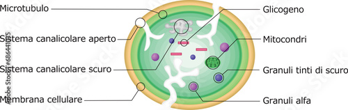 血小板　構造　イラスト　イタリア語