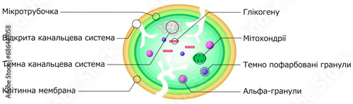 血小板　構造　イラスト　ウクライナ語