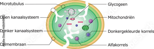 血小板　構造　イラスト　オランダ語