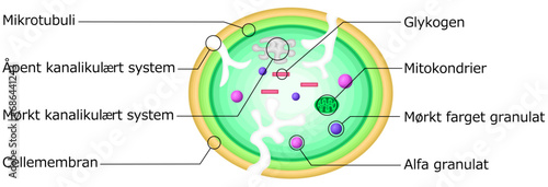 血小板　構造　イラスト　ノルウェー語