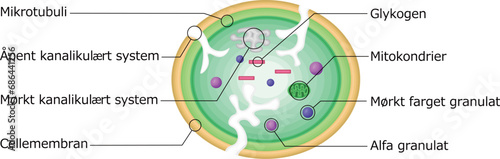 血小板　構造　イラスト　ノルウェー語