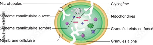 血小板　構造　イラスト　フランス語