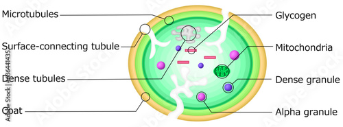 血小板　構造　イラスト　英語