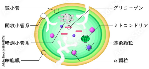 血小板　構造　イラスト　日本語
