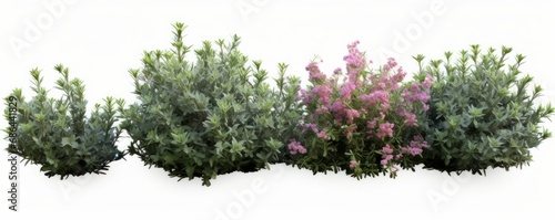 Clipart bushes flower isolate backgrounds 3d rendering, Generative AI  © Ambika