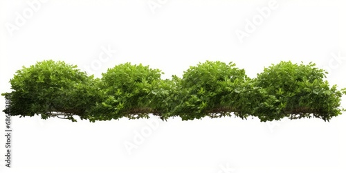 Green shrubs gardening row landscape cutout 3d rendering, Generative AI  photo